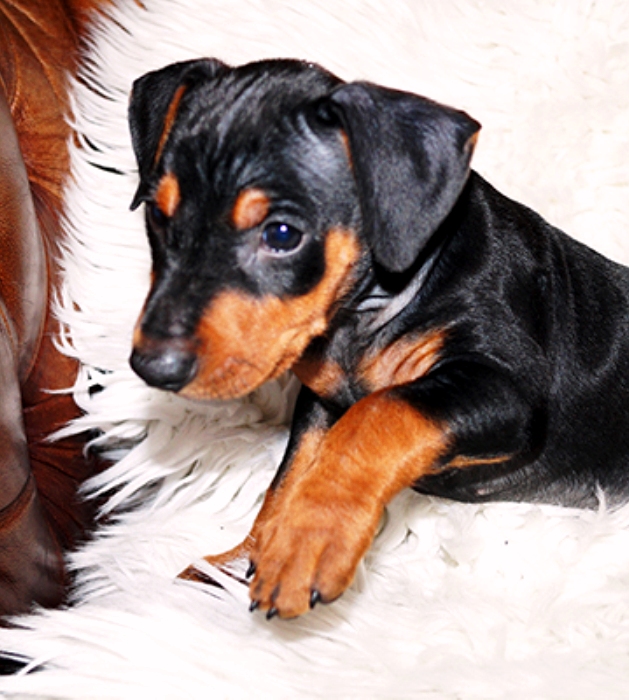 Pinscher * Xélanc Quality Qarizma